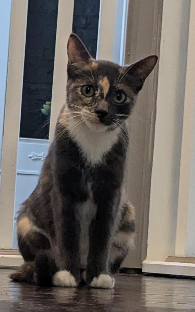 Dragon, a Adoptable Domestic Short Hair in Grand Rapids, MI image 6/6