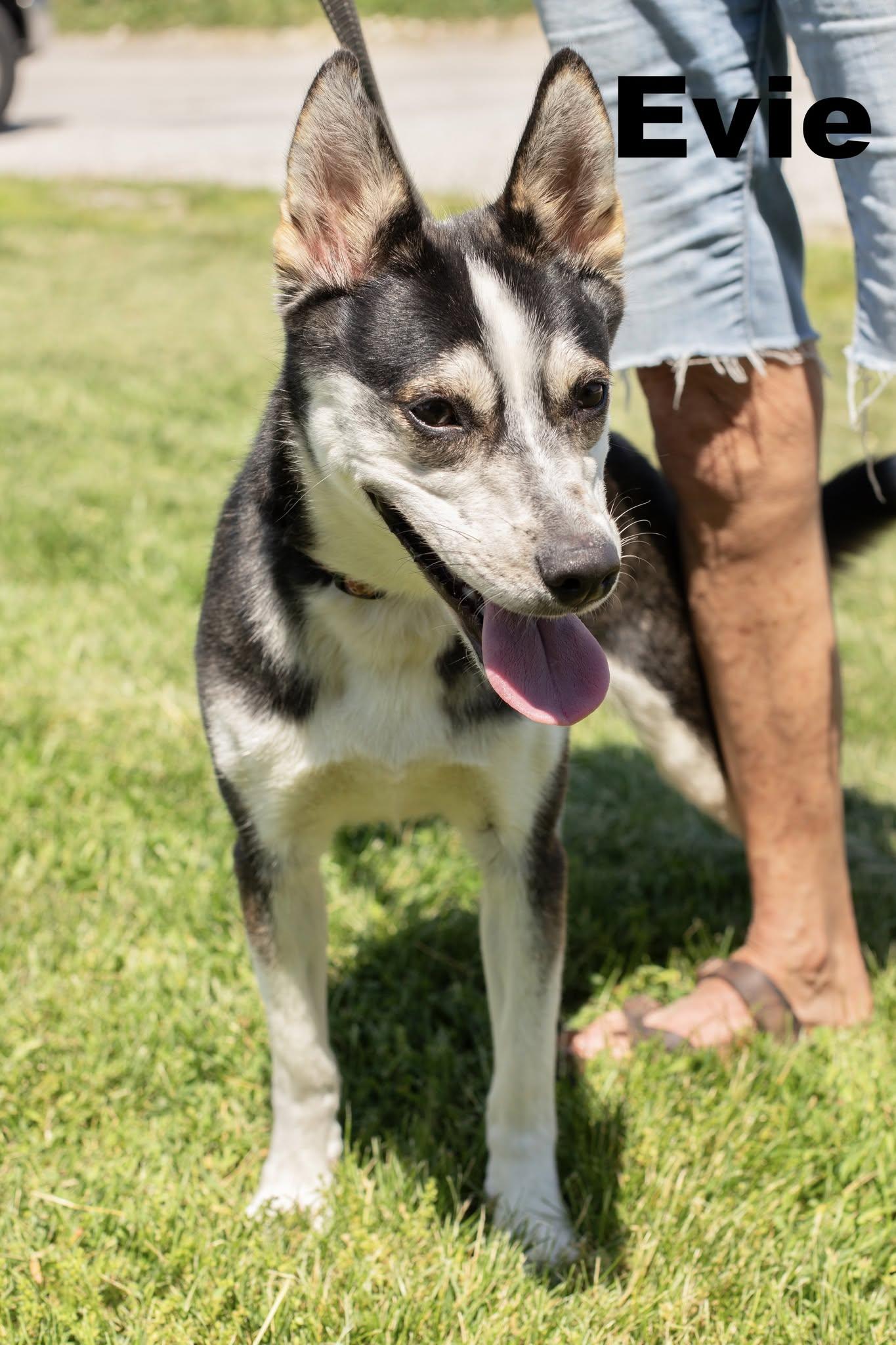 Evie, adopted, Puppy Female Mixed Breed.
