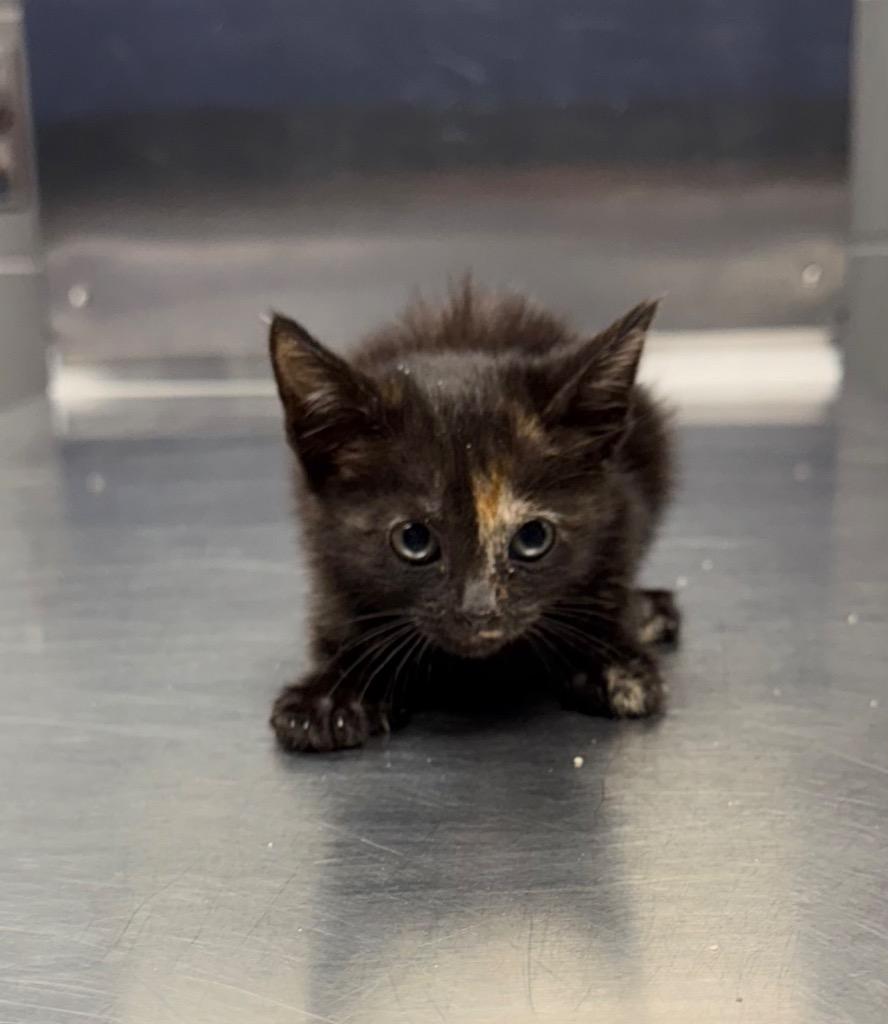 Ling, Adoptable, Kitten Female Domestic Short Hair.