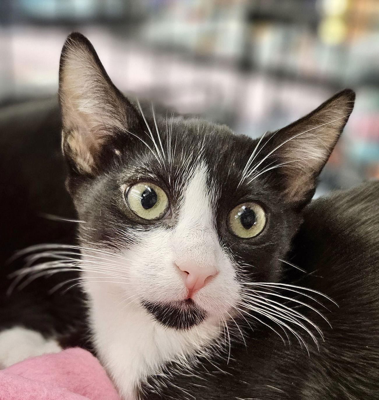 Titan and Gerard, Adoptable, Young Male Domestic Short Hair.