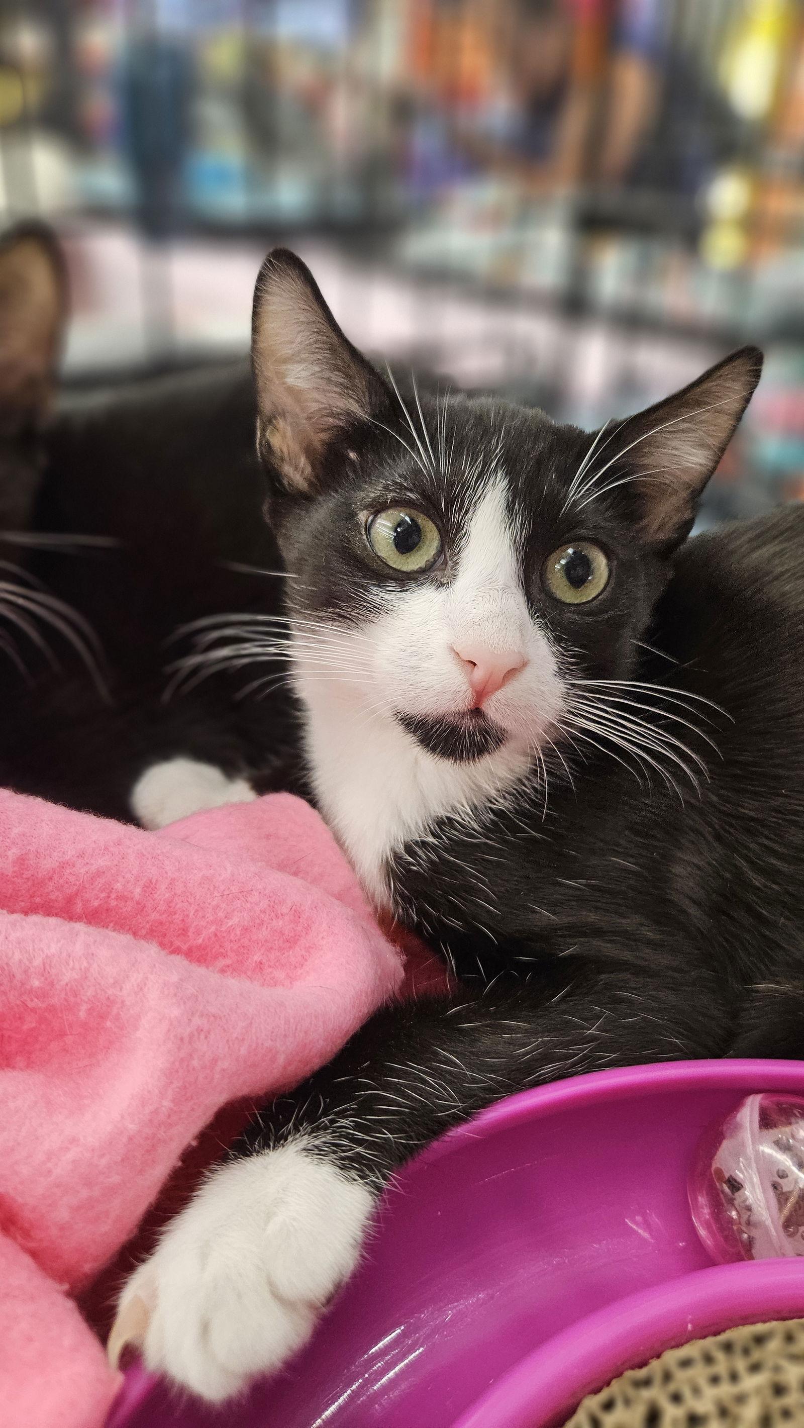 Titan and Gerard, a Adoptable Domestic Short Hair in Antioch, CA image 2/3