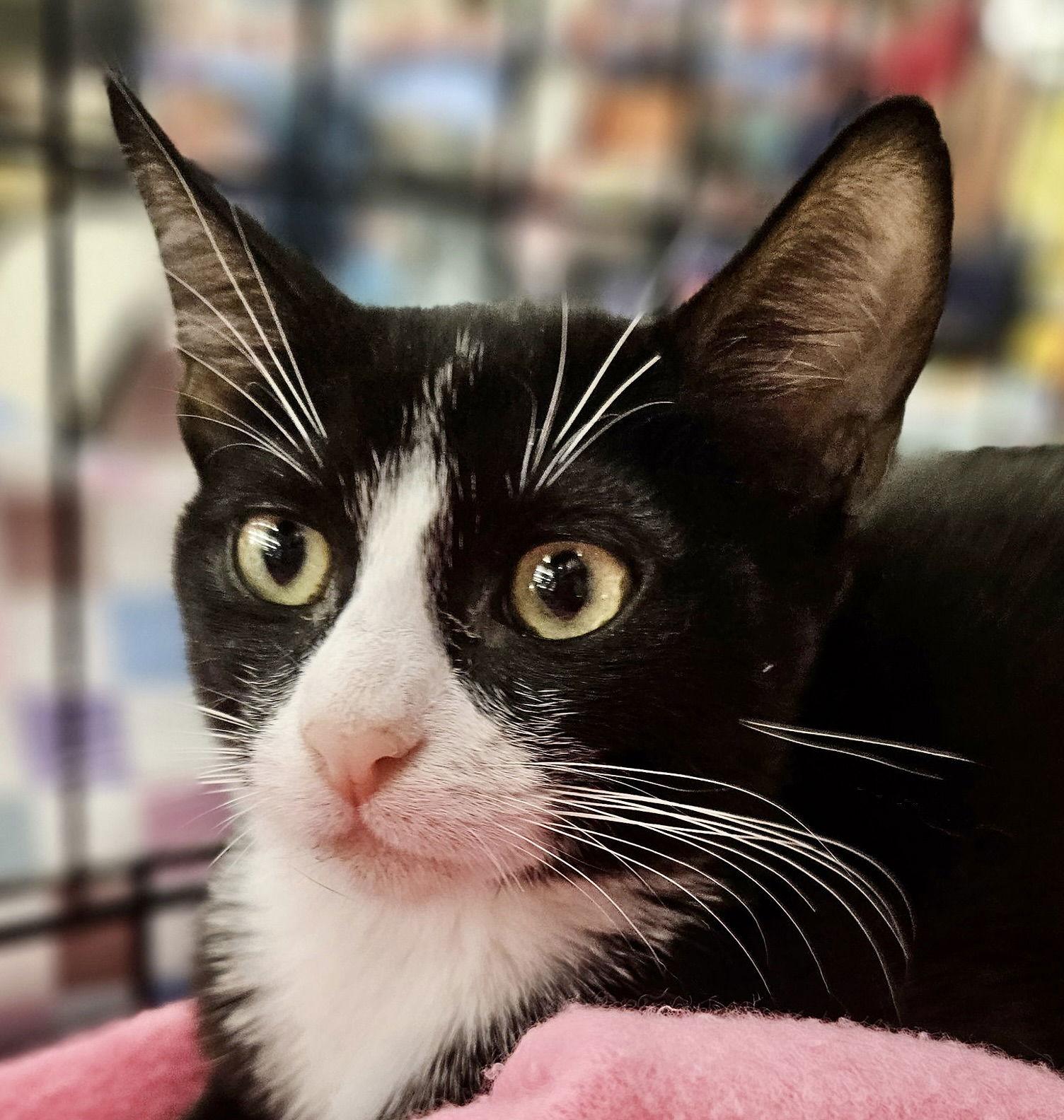 Titan and Gerard, a Adoptable Domestic Short Hair in Antioch, CA image 3/3