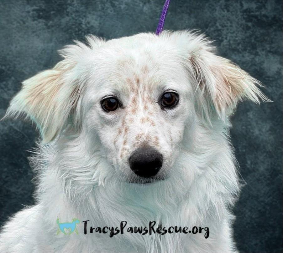 Tillie- A Gentle Soul Ready for Her Forever Home