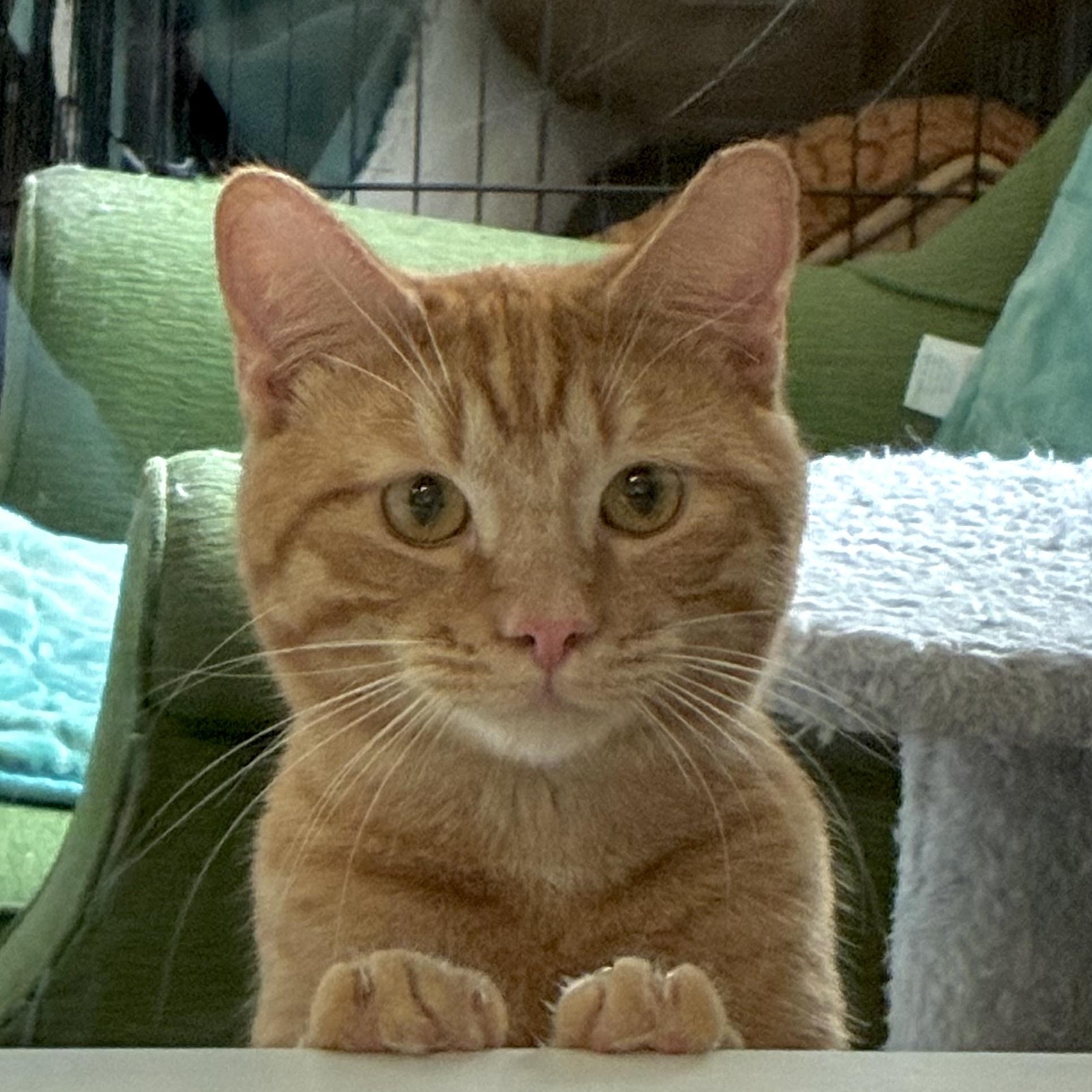 Enlarge Peanut, a ADOPTABLE Tabby in Bonners Ferry, ID image 1/4