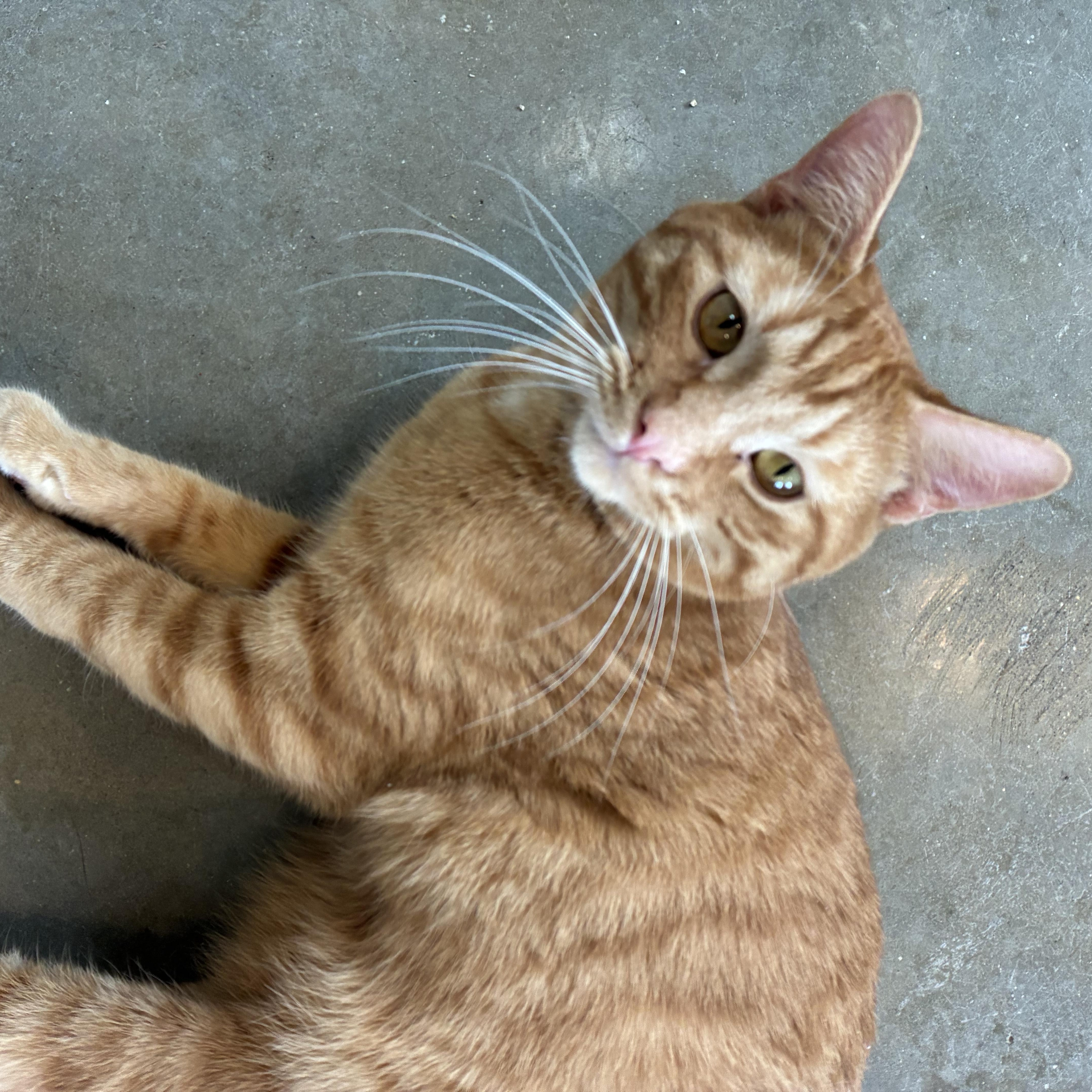 Enlarge Peanut, a ADOPTABLE Tabby in Bonners Ferry, ID image 2/4