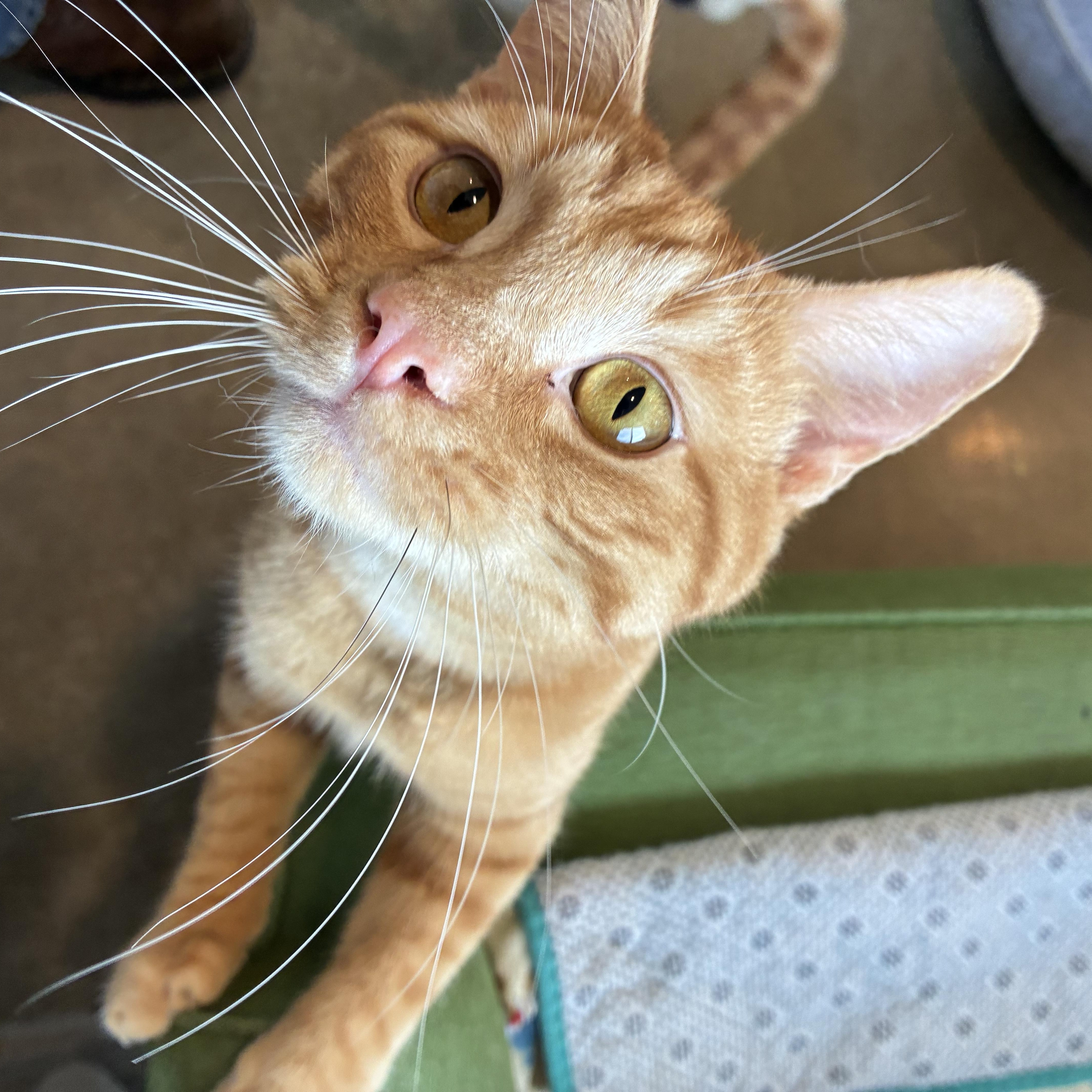 Enlarge Peanut, a ADOPTABLE Tabby in Bonners Ferry, ID image 4/4