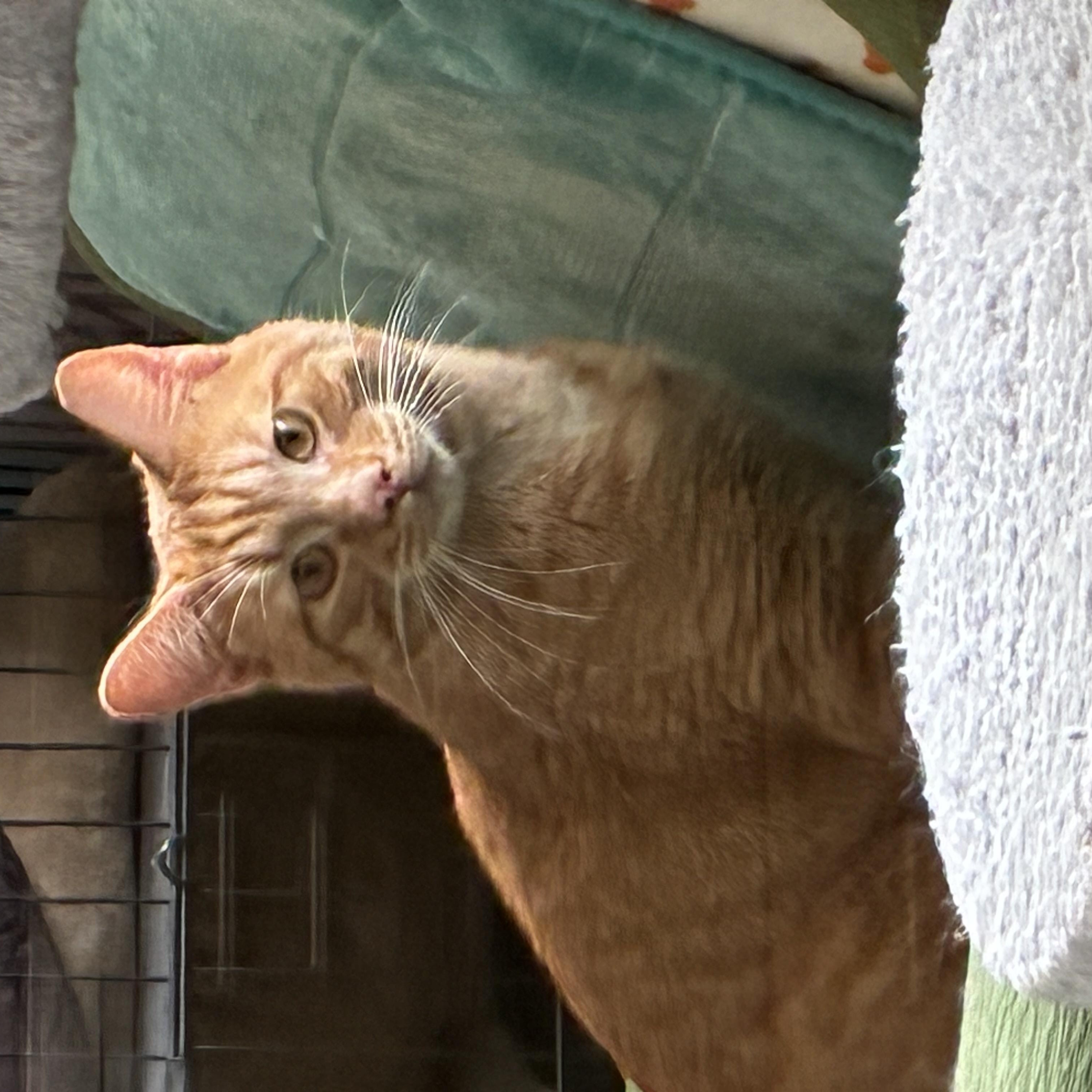 Enlarge Peanut, a ADOPTABLE Tabby in Bonners Ferry, ID image 3/4