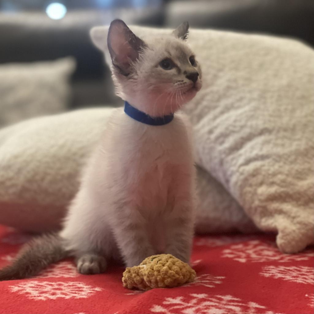 Sky, Adoptable, Adult Male Domestic Short Hair & Siamese.