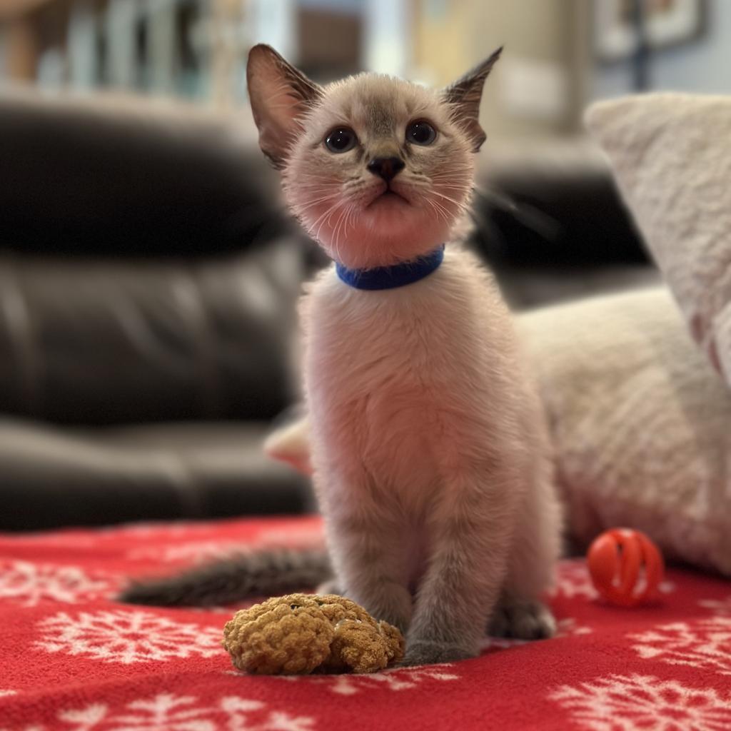 Enlarge Sky, a Adoptable mixed breed in Flower Mound, TX image 3/6