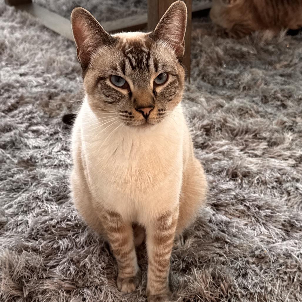 Enlarge Sky, a Adoptable mixed breed in Flower Mound, TX image 5/6
