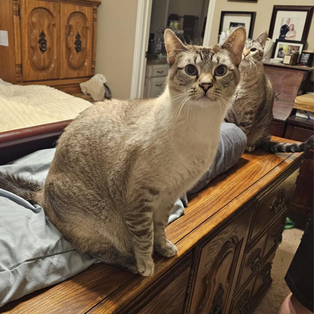 Enlarge Sky, a Adoptable mixed breed in Flower Mound, TX image 6/6