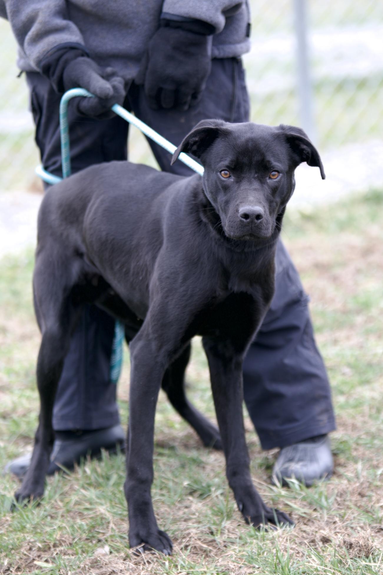 Fudge, adopted, Adult Male Black Labrador Retriever & Great Dane.