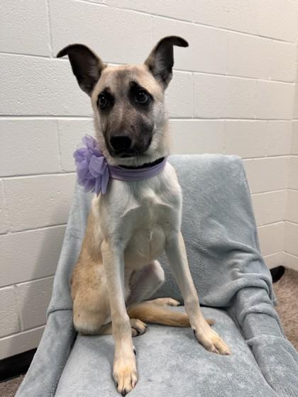 Enlarge Tara, a Adoptable mixed breed in Seagoville, TX image 2/3
