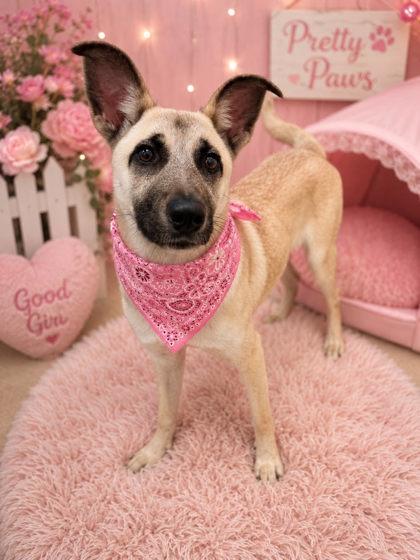 Enlarge Tara, a Adoptable mixed breed in Seagoville, TX image 3/3