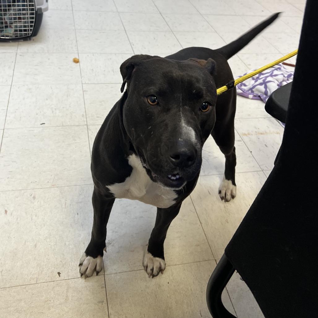 Enlarge Shayla, a Adoptable Pit Bull Terrier in Jacksonville, AR image 1/1