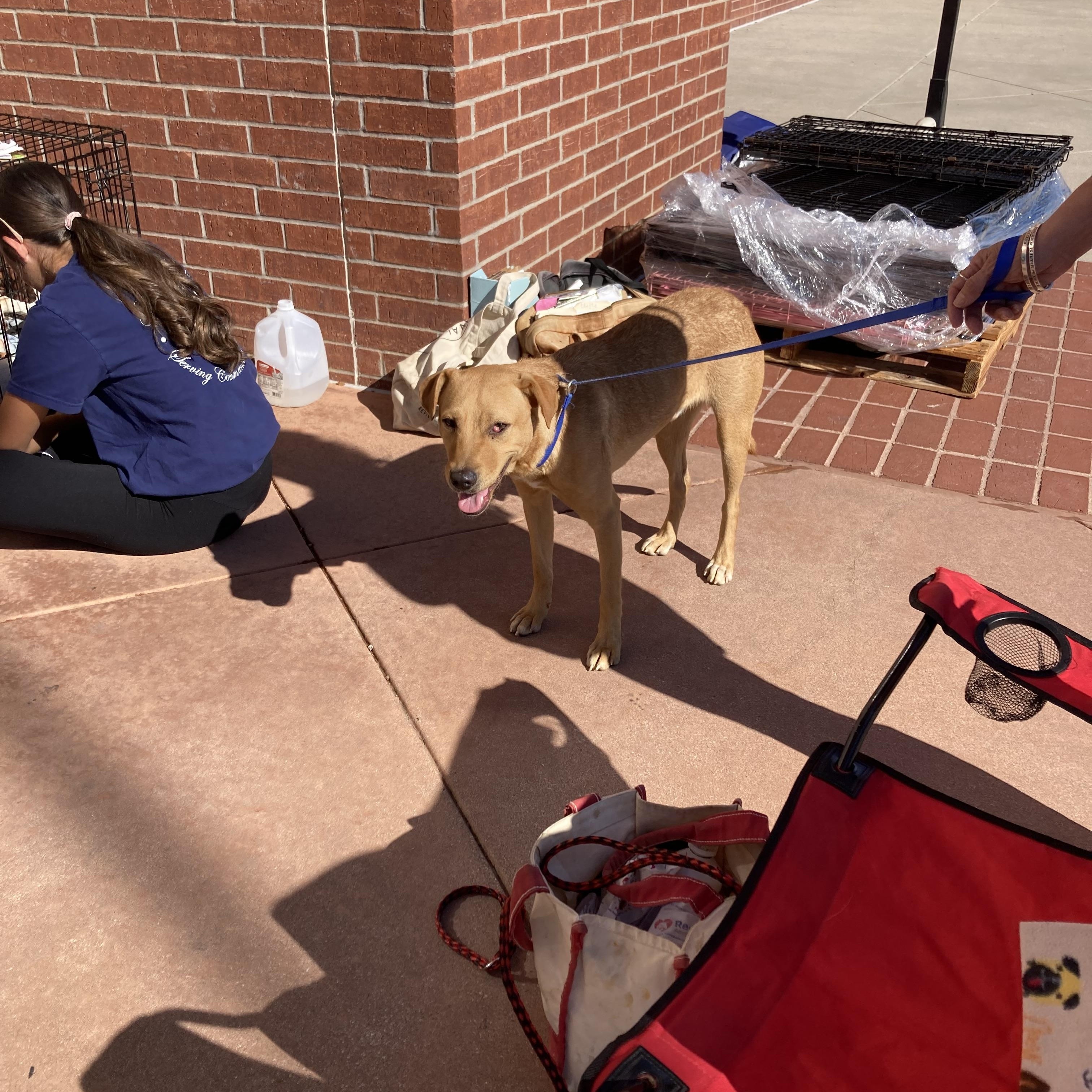 Davey, Adoptable, Adult Male Terrier & Labrador Retriever.