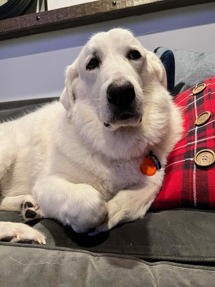 Enlarge Sam (Northeast Hub), a Adoptable Great Pyrenees in Brookshire, TX image 1/6