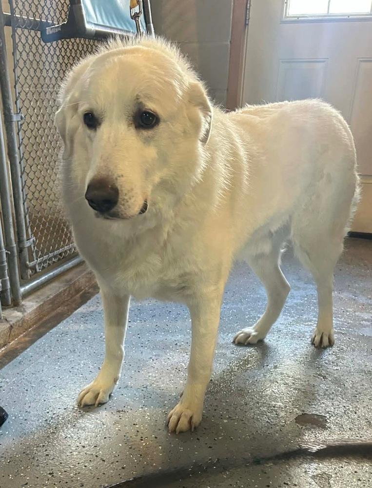 Enlarge Sam (Northeast Hub), a Adoptable Great Pyrenees in Brookshire, TX image 2/6