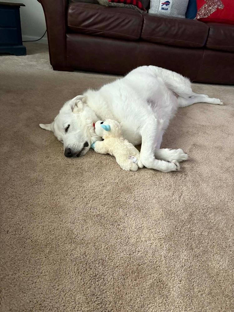 Enlarge Sam (Northeast Hub), a Adoptable Great Pyrenees in Brookshire, TX image 3/6