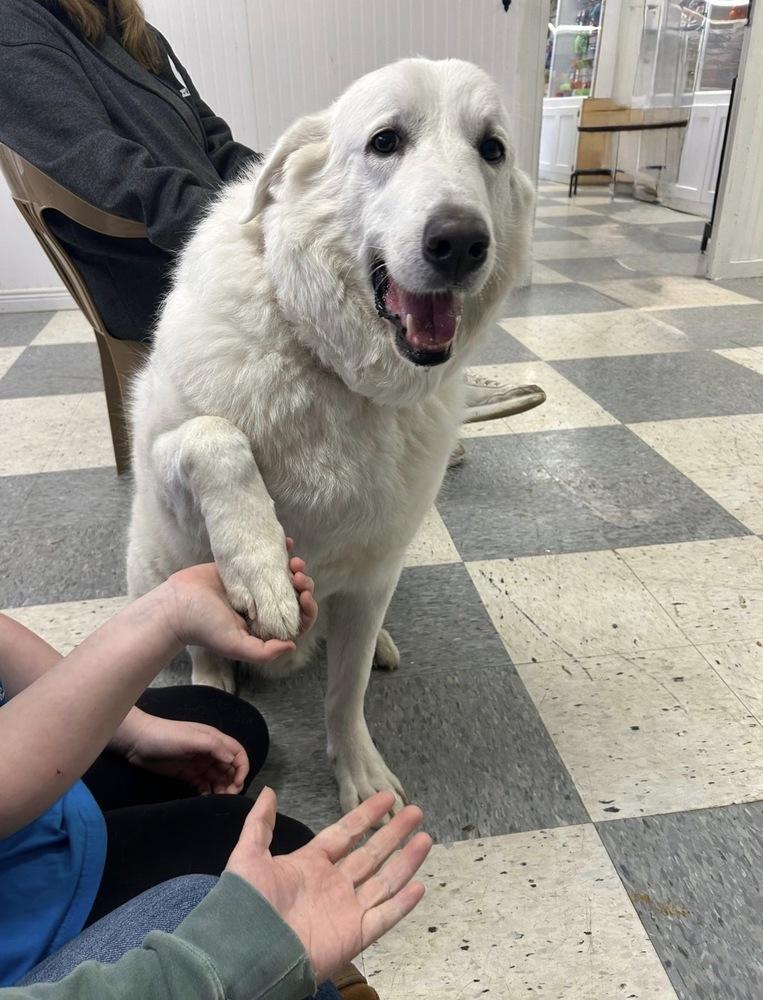 Enlarge Sam (Northeast Hub), a Adoptable Great Pyrenees in Brookshire, TX image 4/6