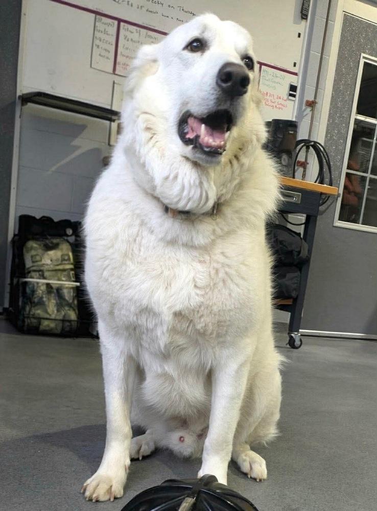 Enlarge Sam (Northeast Hub), a Adoptable Great Pyrenees in Brookshire, TX image 5/6