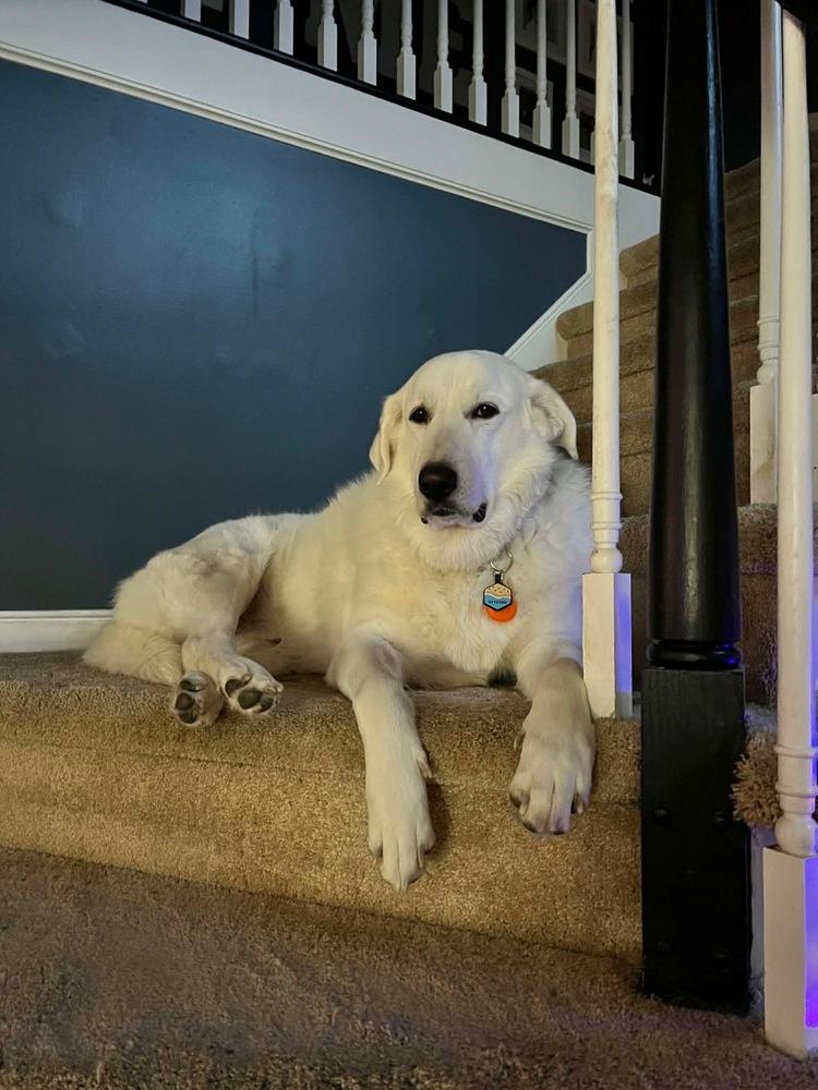 Enlarge Sam (Northeast Hub), a Adoptable Great Pyrenees in Brookshire, TX image 6/6