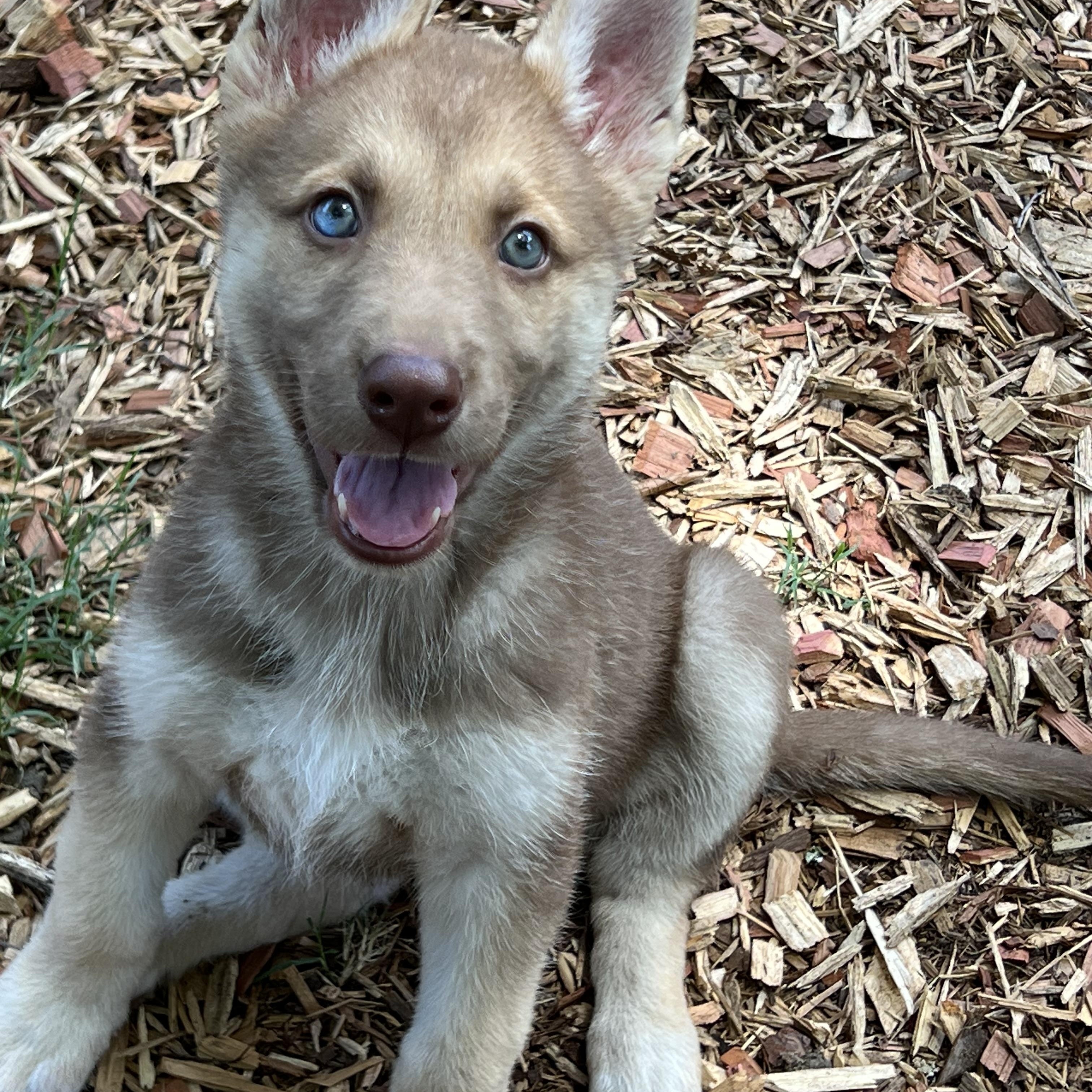 Mellow, an adopted mixed breed in Mt Pleasant, SC image 4/6