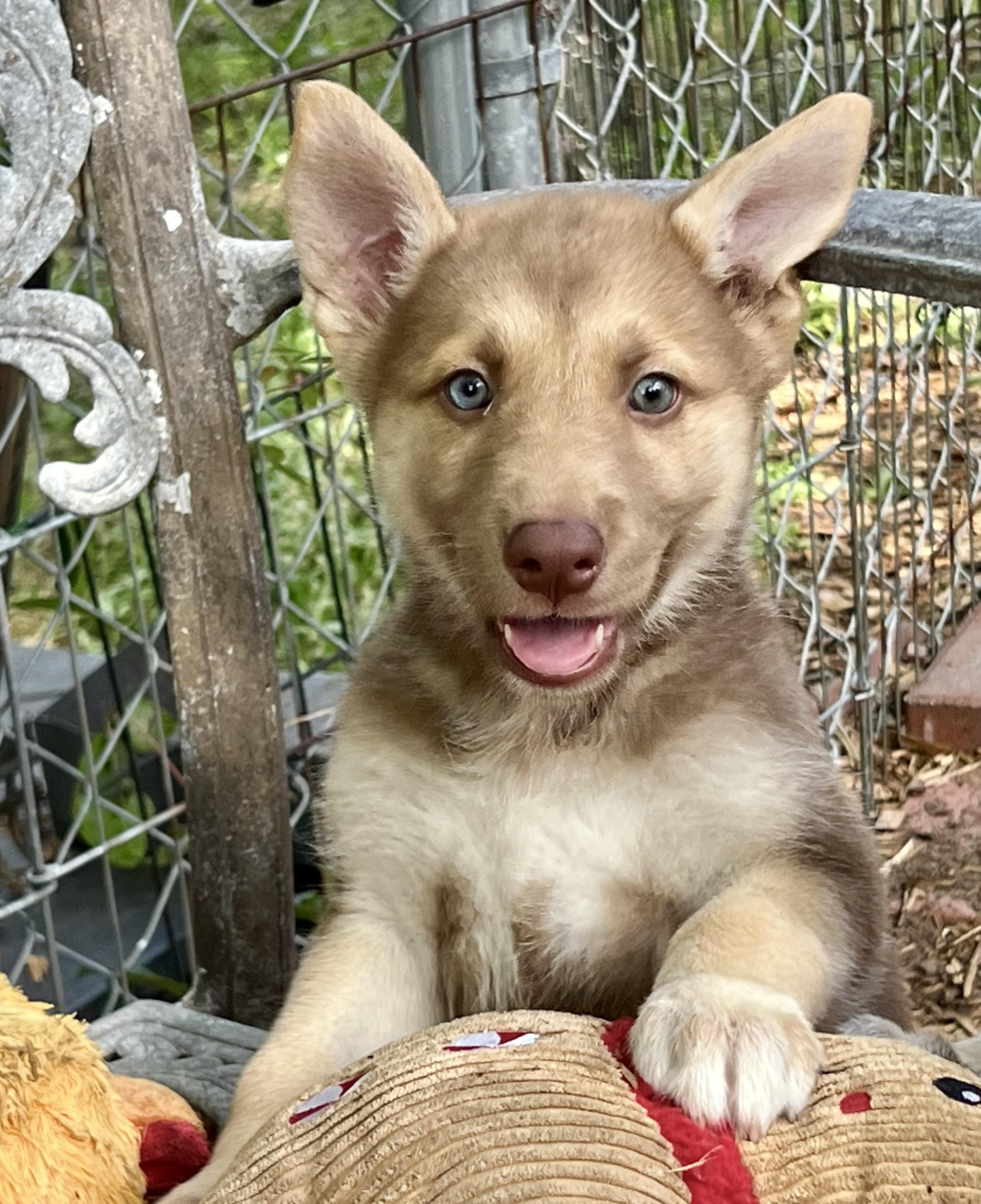 Mellow, an adopted mixed breed in Mt Pleasant, SC image 2/6