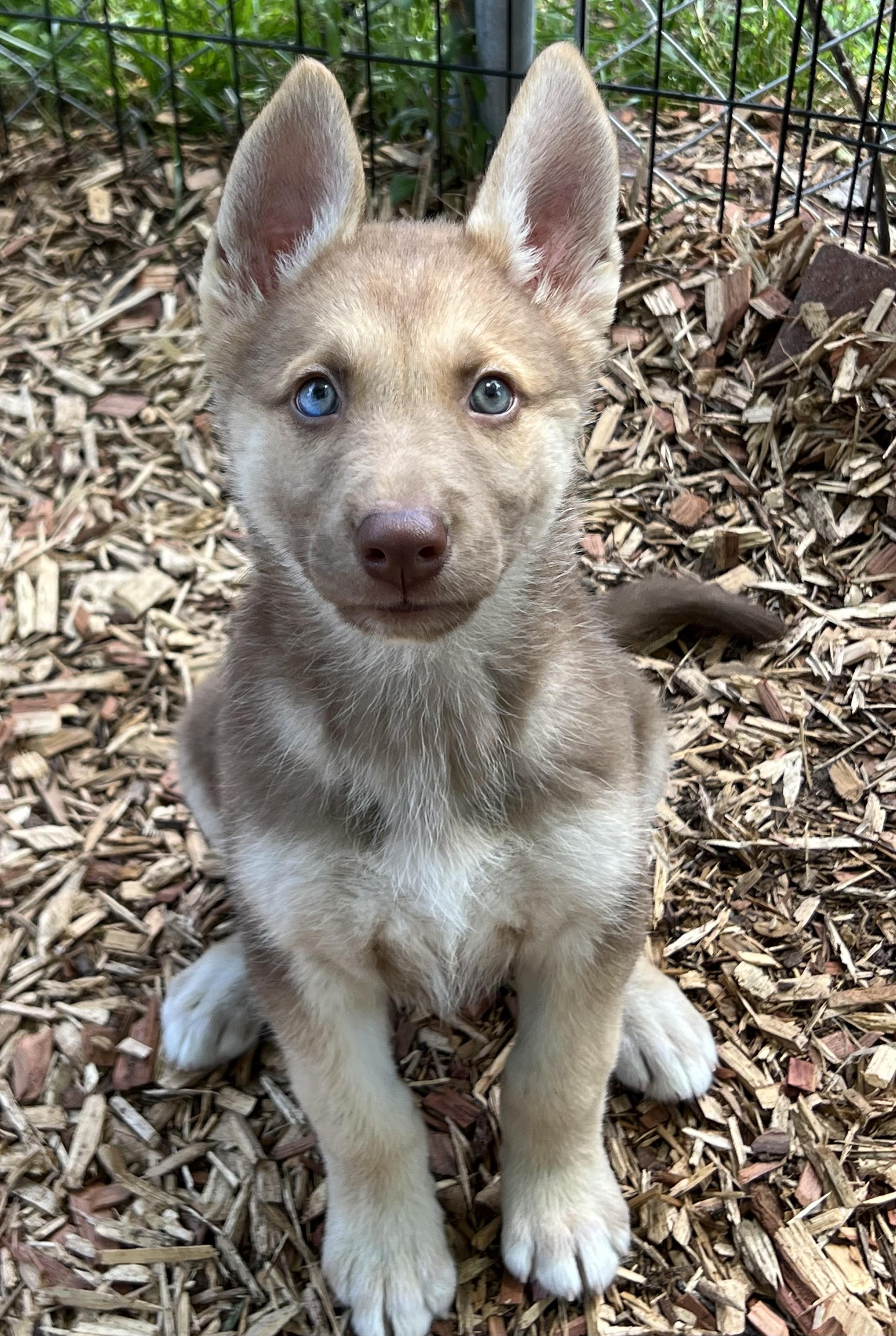 Mellow, an adopted mixed breed in Mt Pleasant, SC image 5/6