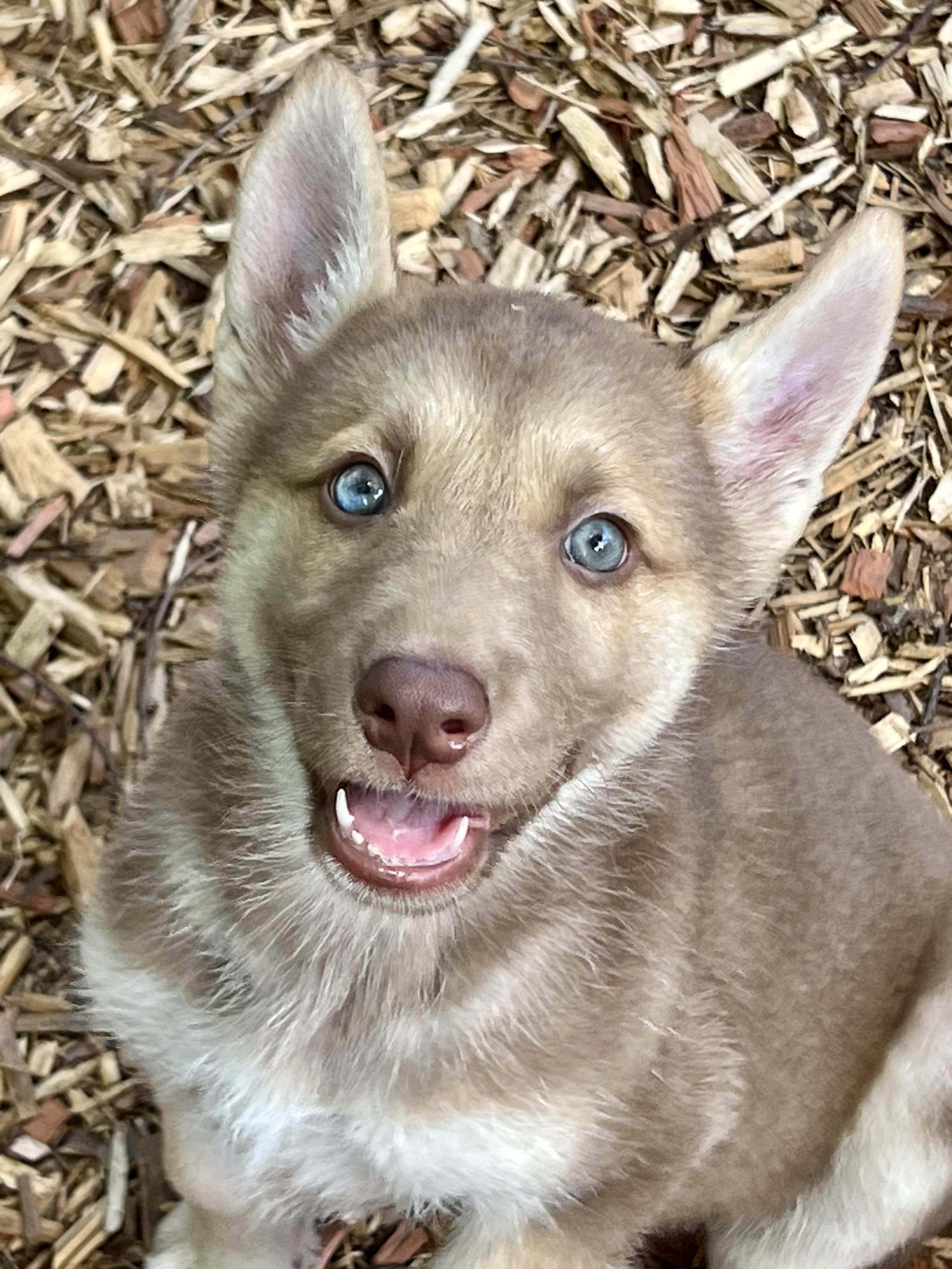 Mellow, an adopted mixed breed in Mt Pleasant, SC image 1/6