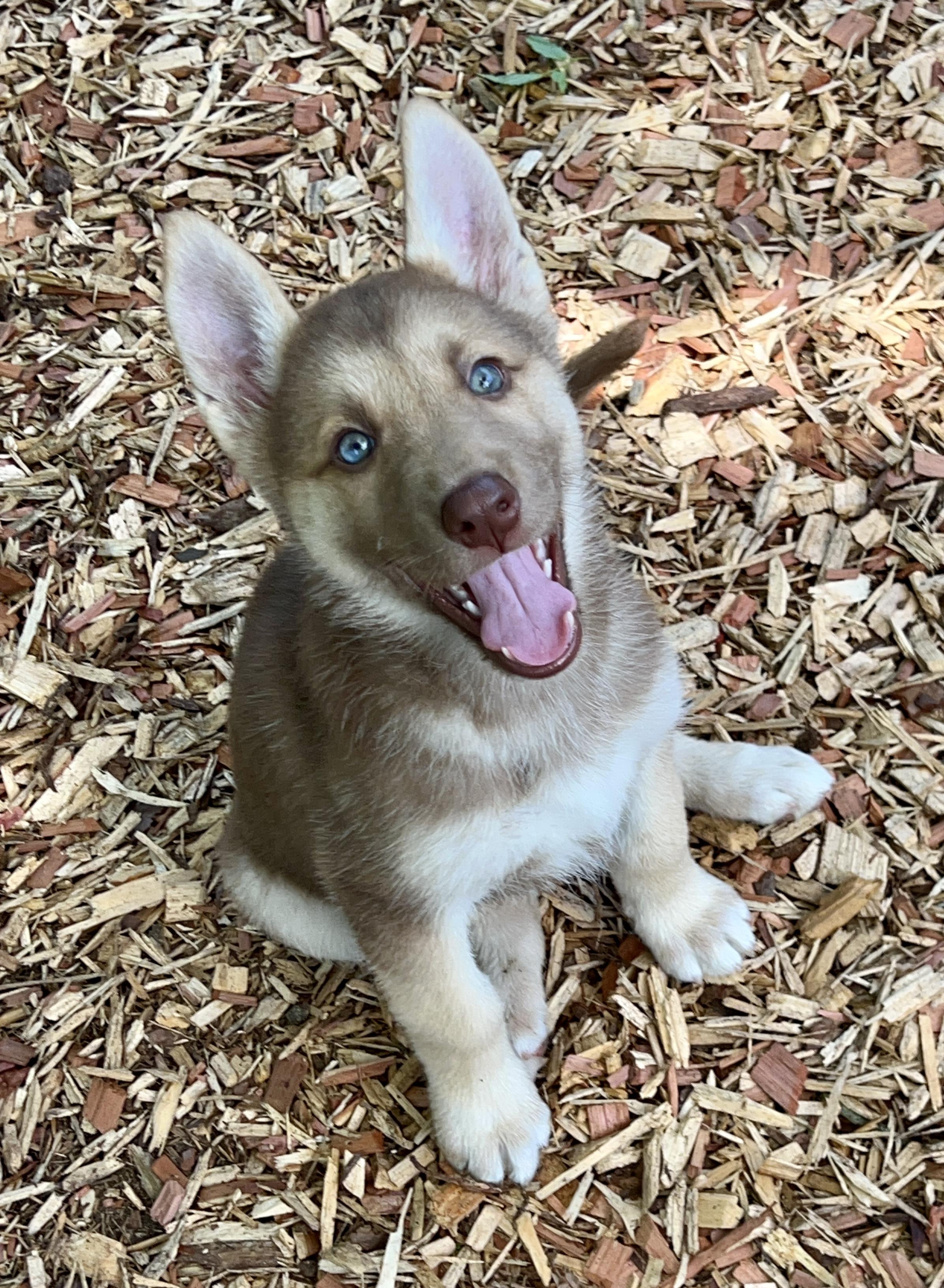 Mellow, an adopted mixed breed in Mt Pleasant, SC image 3/6