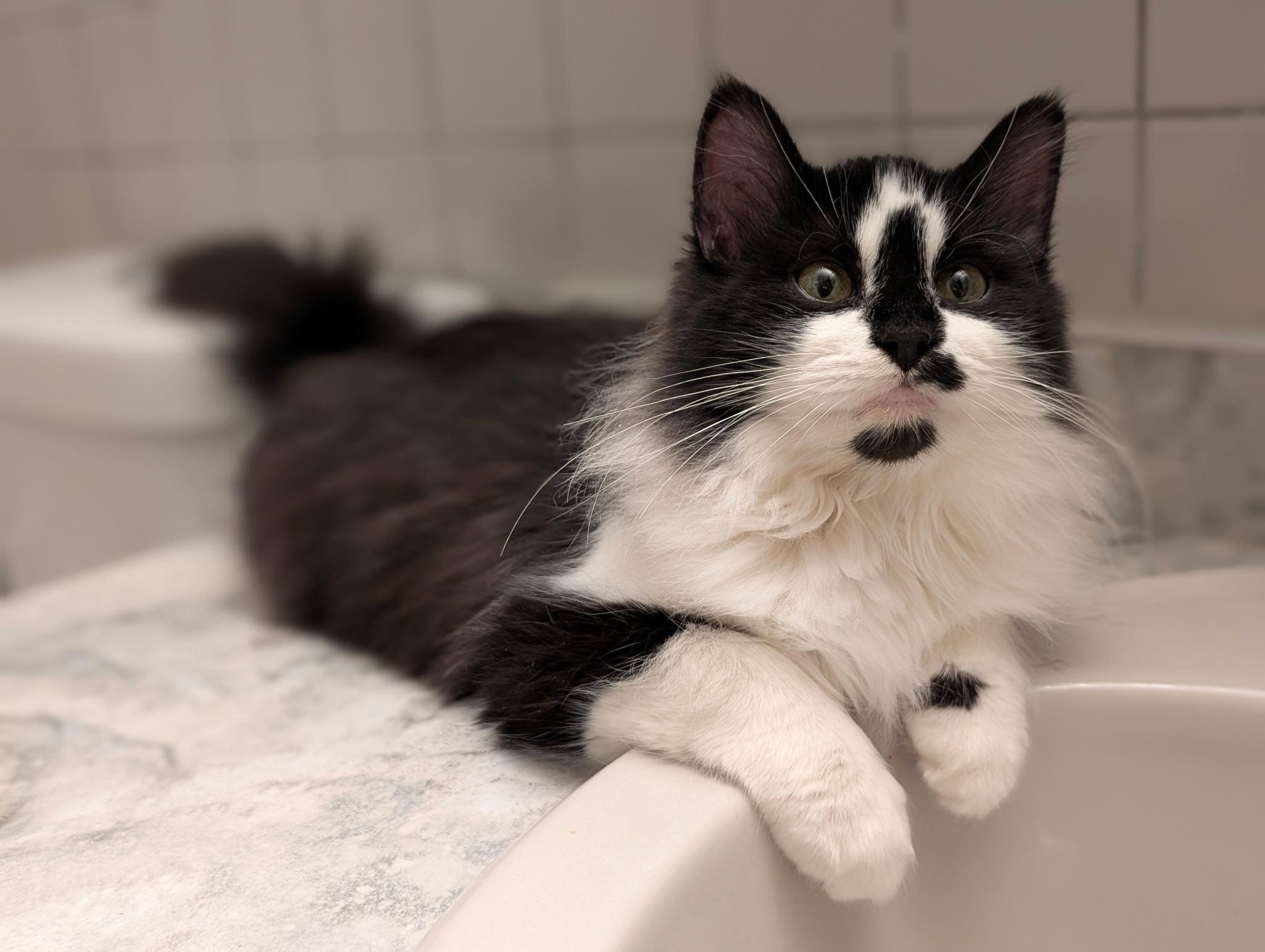 Enlarge Sunny Side Up, a Adoptable Domestic Short Hair in Dayton, OH image 1/2