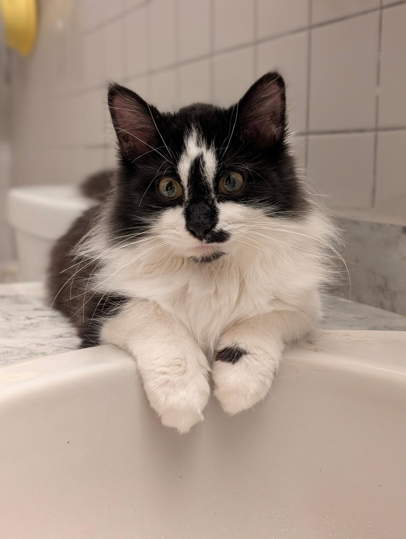 Enlarge Sunny Side Up, a Adoptable Domestic Short Hair in Dayton, OH image 2/2