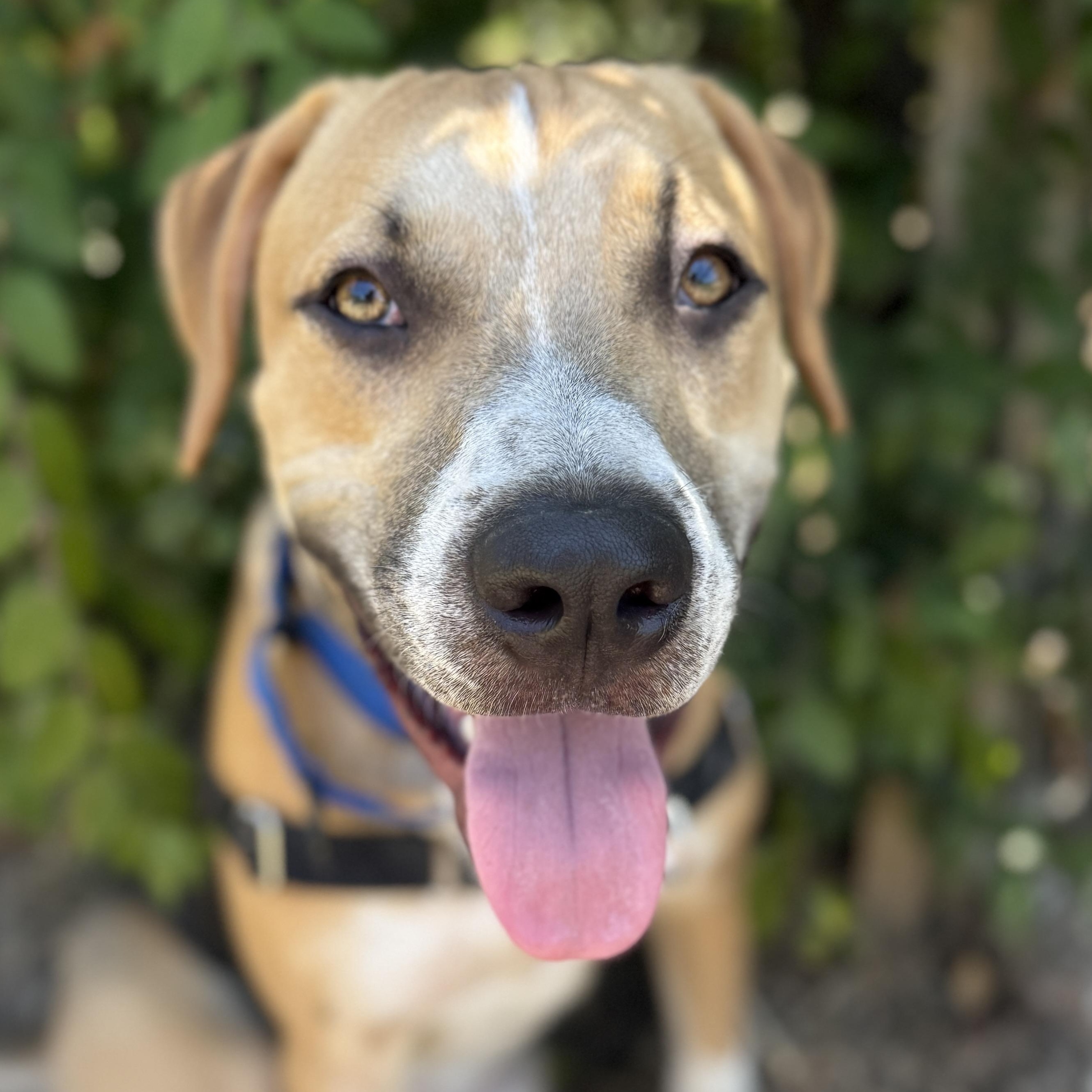 Enlarge Max, a ADOPTABLE mixed breed in Bulverde, TX image 4/4