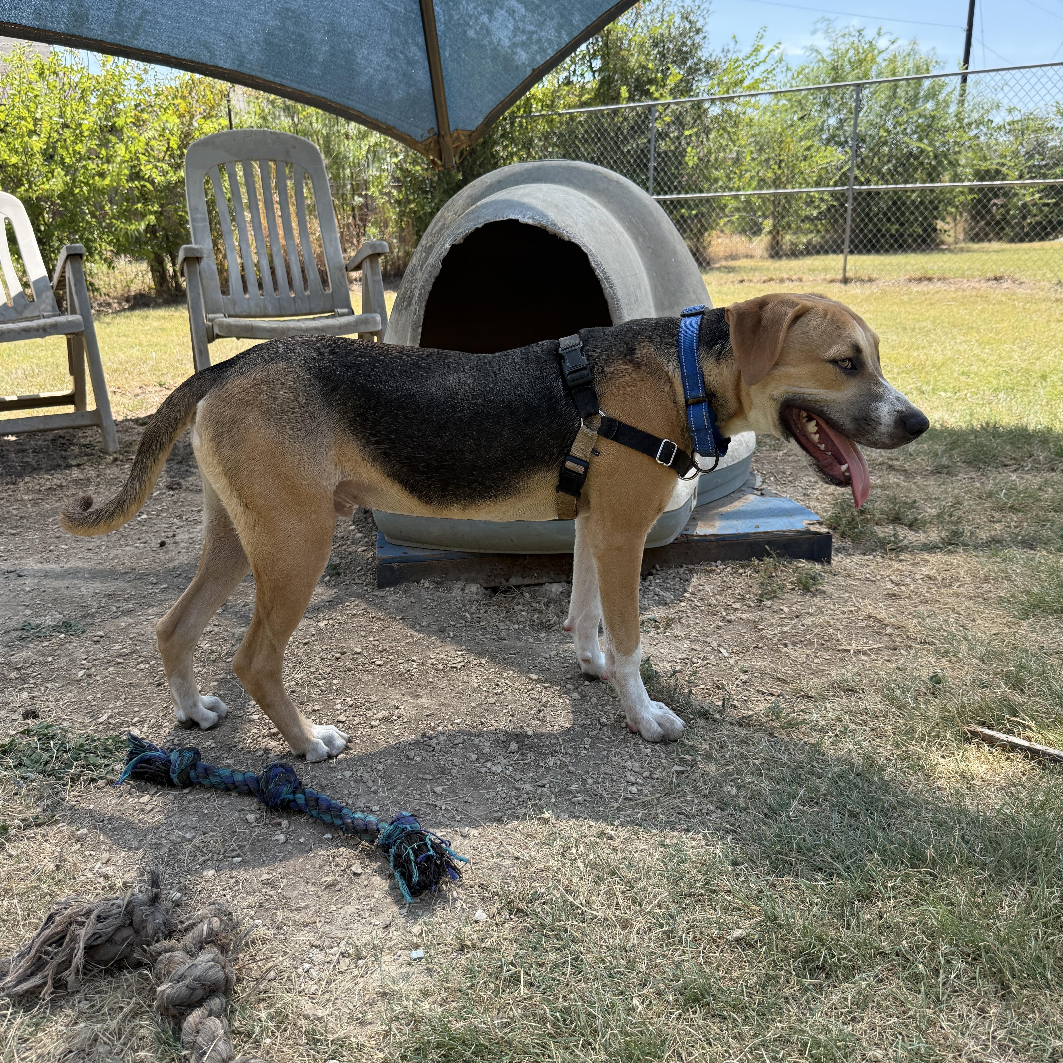 Enlarge Max, a ADOPTABLE mixed breed in Bulverde, TX image 2/4