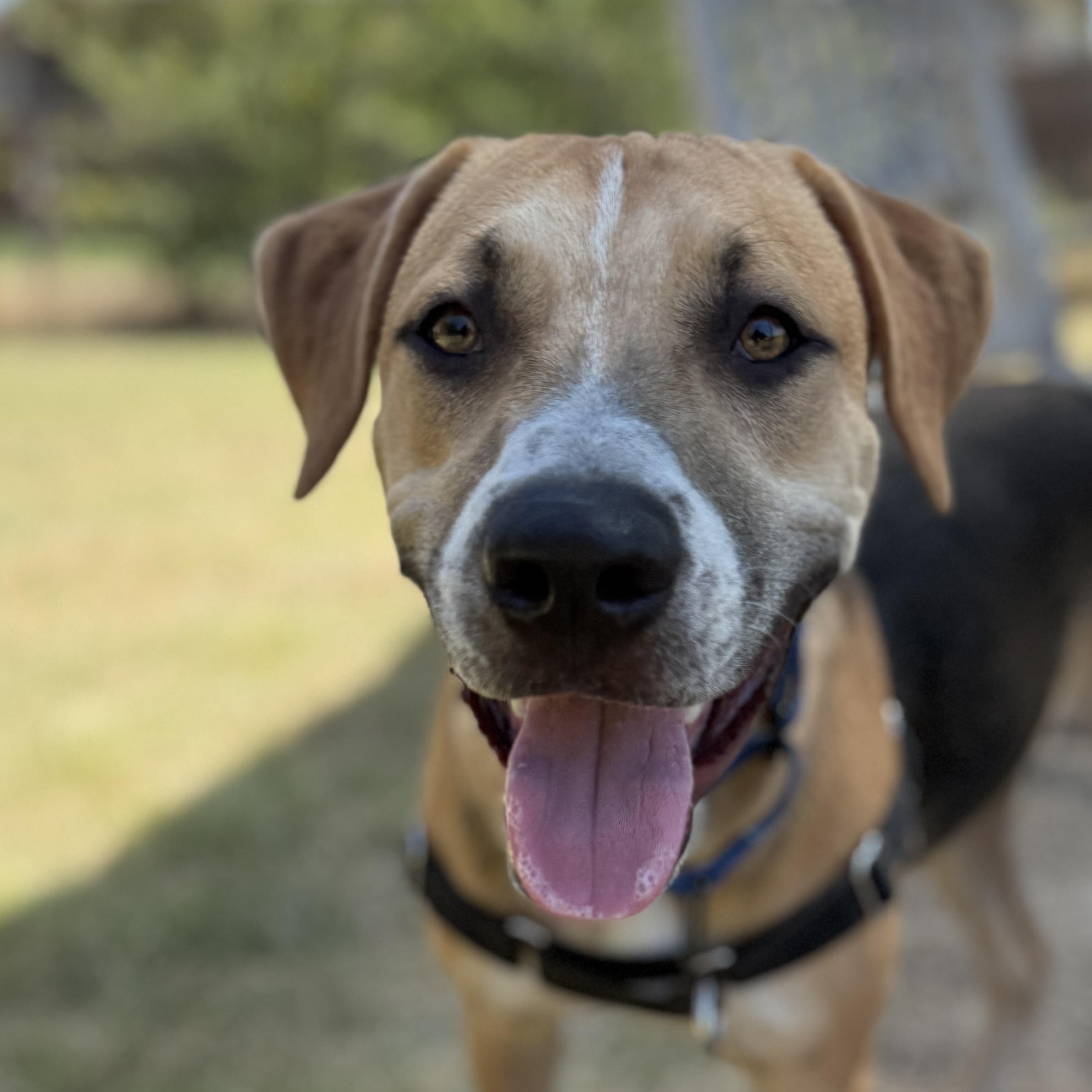 Enlarge Max, a ADOPTABLE mixed breed in Bulverde, TX image 1/4