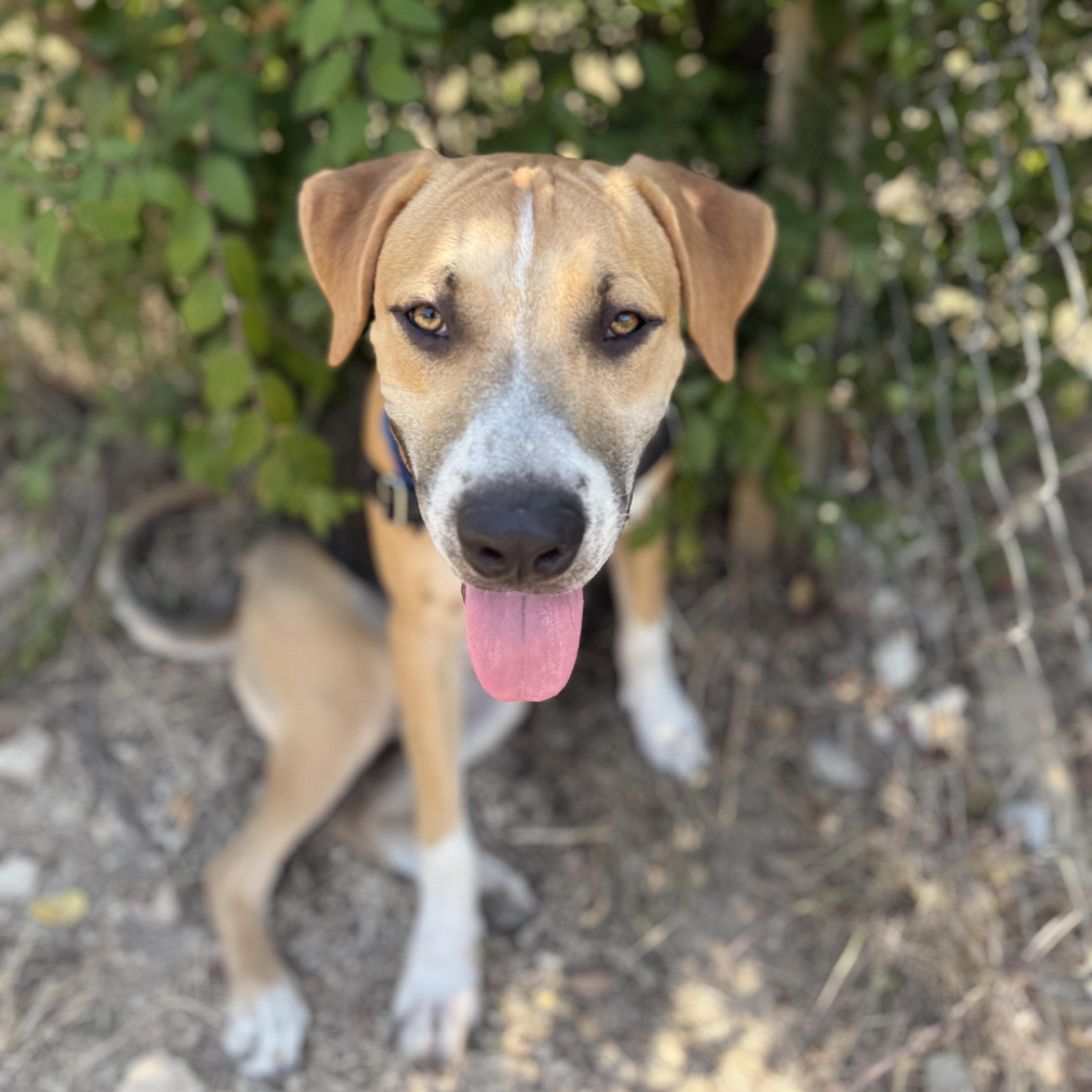 Enlarge Max, a ADOPTABLE mixed breed in Bulverde, TX image 3/4