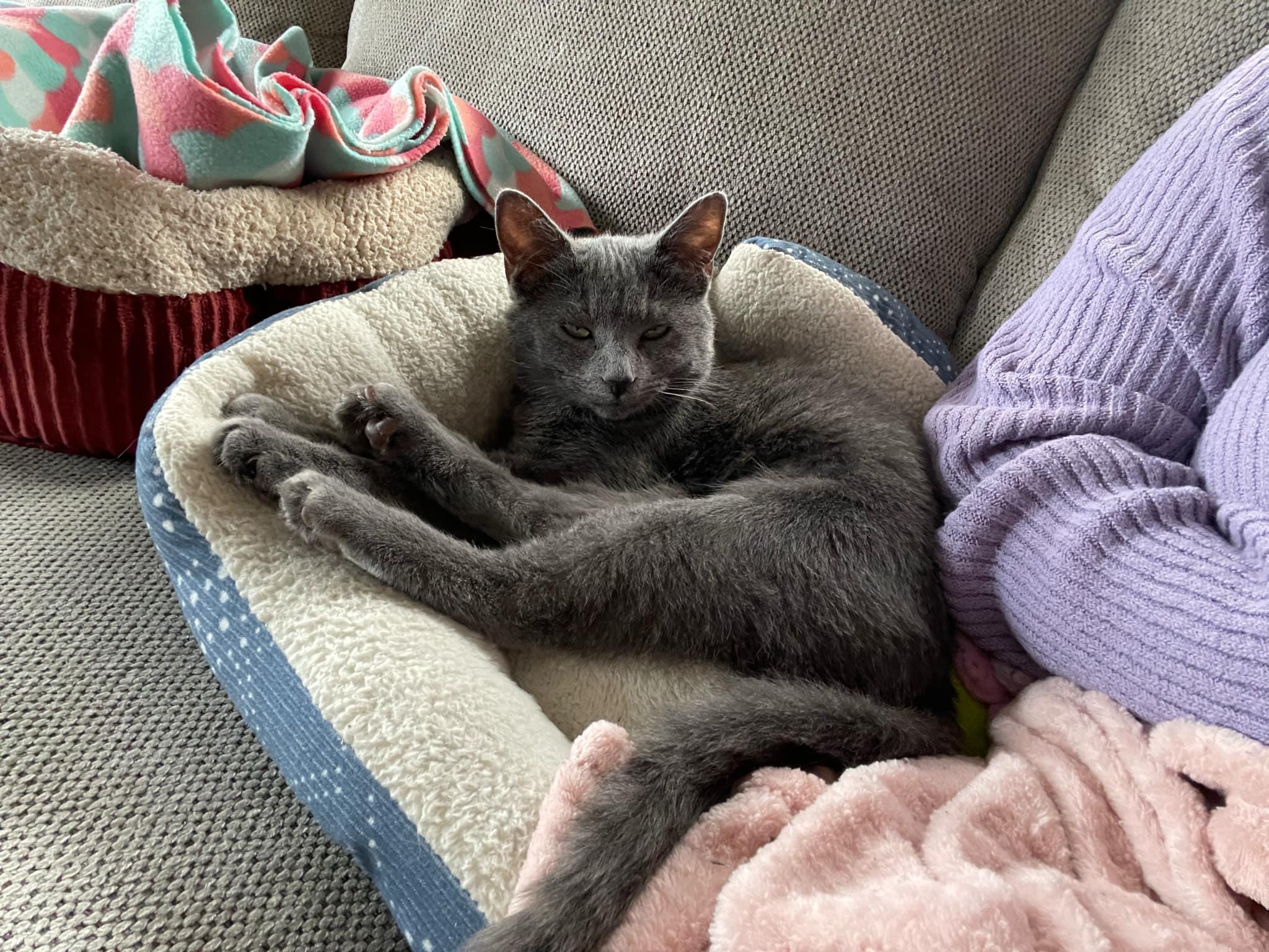 JADE