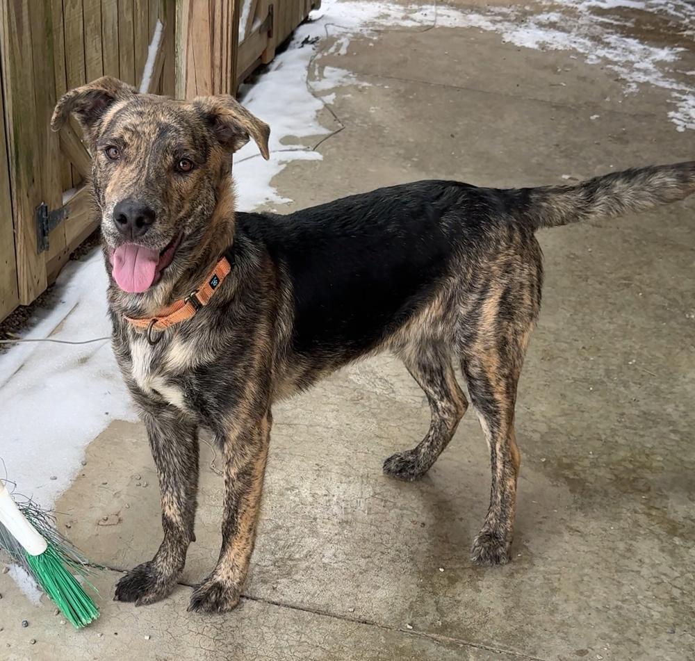 GABRIEL, Adoptable, Young Male Mixed Breed & Shepherd.