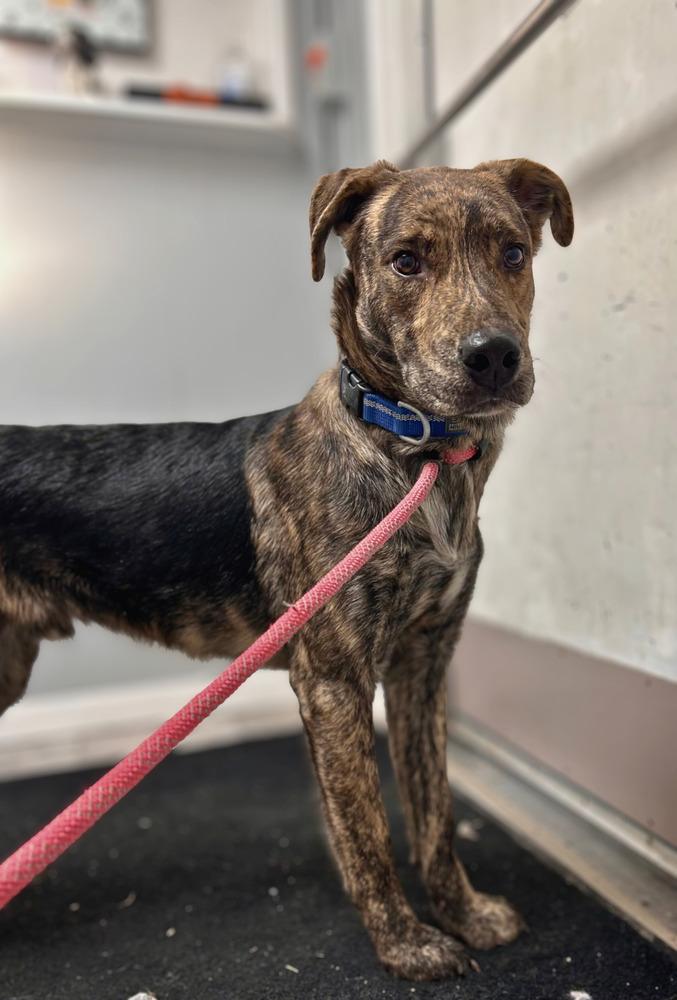 GABRIEL, Adoptable, Young Male Mixed Breed & Shepherd.