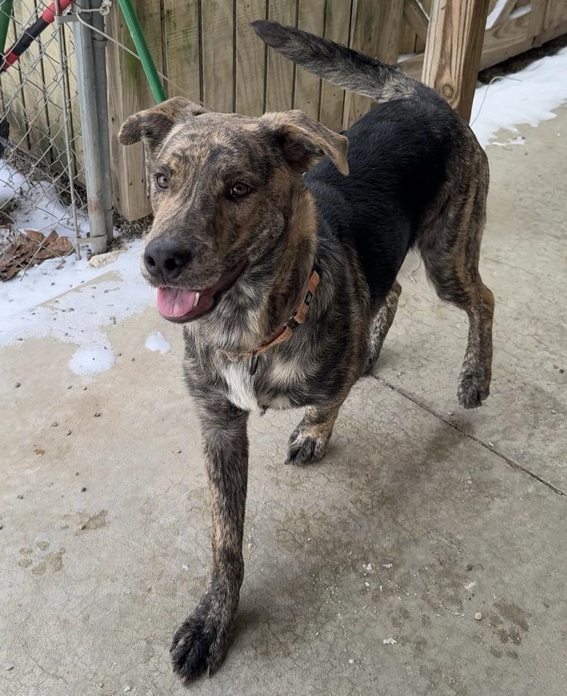Enlarge GABRIEL, a Adoptable mixed breed in Rochester, IN image 3/4