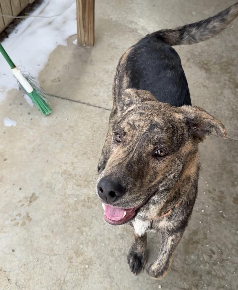Enlarge GABRIEL, a Adoptable mixed breed in Rochester, IN image 4/4