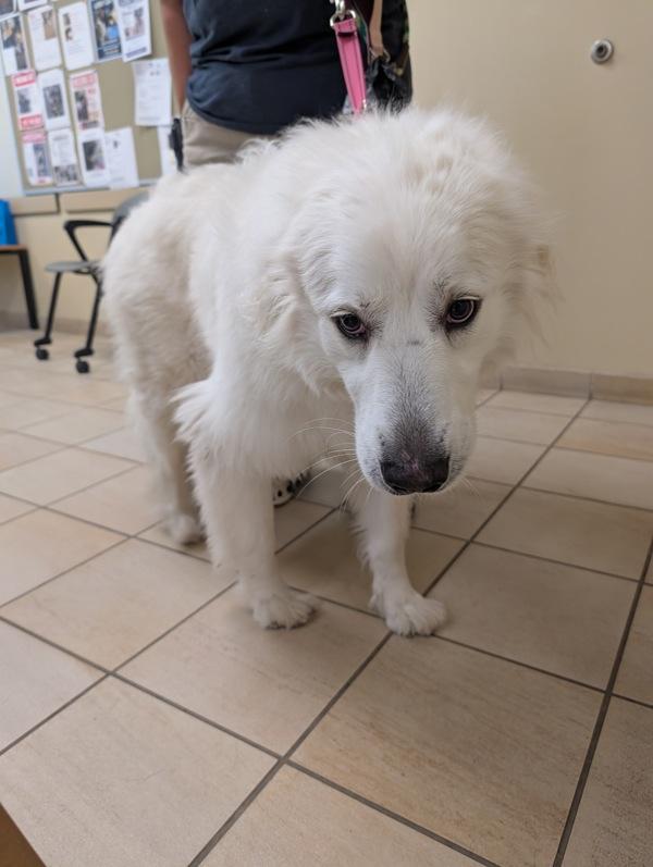 Conan Aka Koda, Adoptable, Adult Female Great Pyrenees.