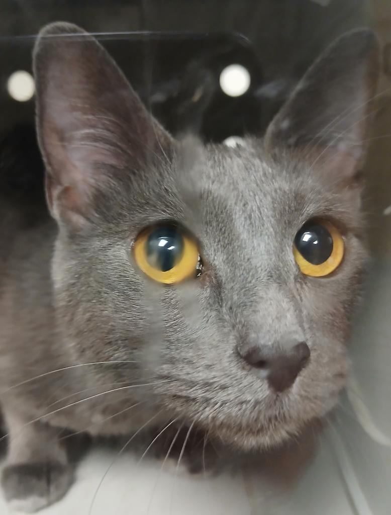 Enlarge MC, a Adoptable American Shorthair in Greenfield, IN image 1/1