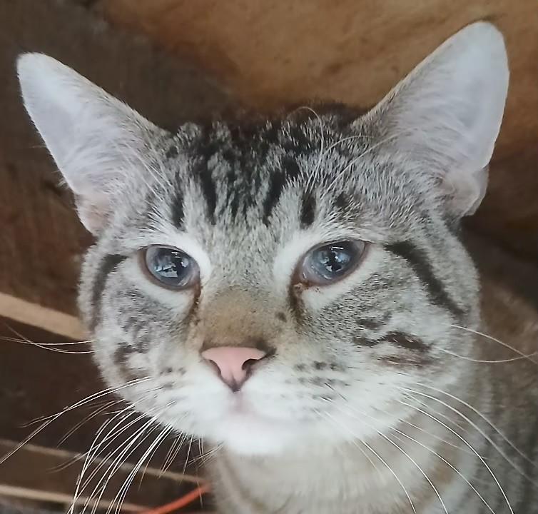 Enlarge 5149240 & 5149241, a ADOPTABLE Siamese in Lees Summit, MO image 1/2