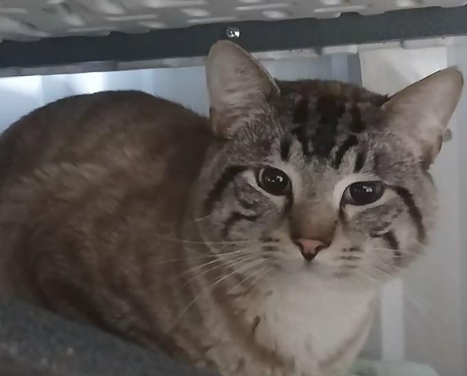 Enlarge 5149240 & 5149241, a ADOPTABLE Siamese in Lees Summit, MO image 2/2