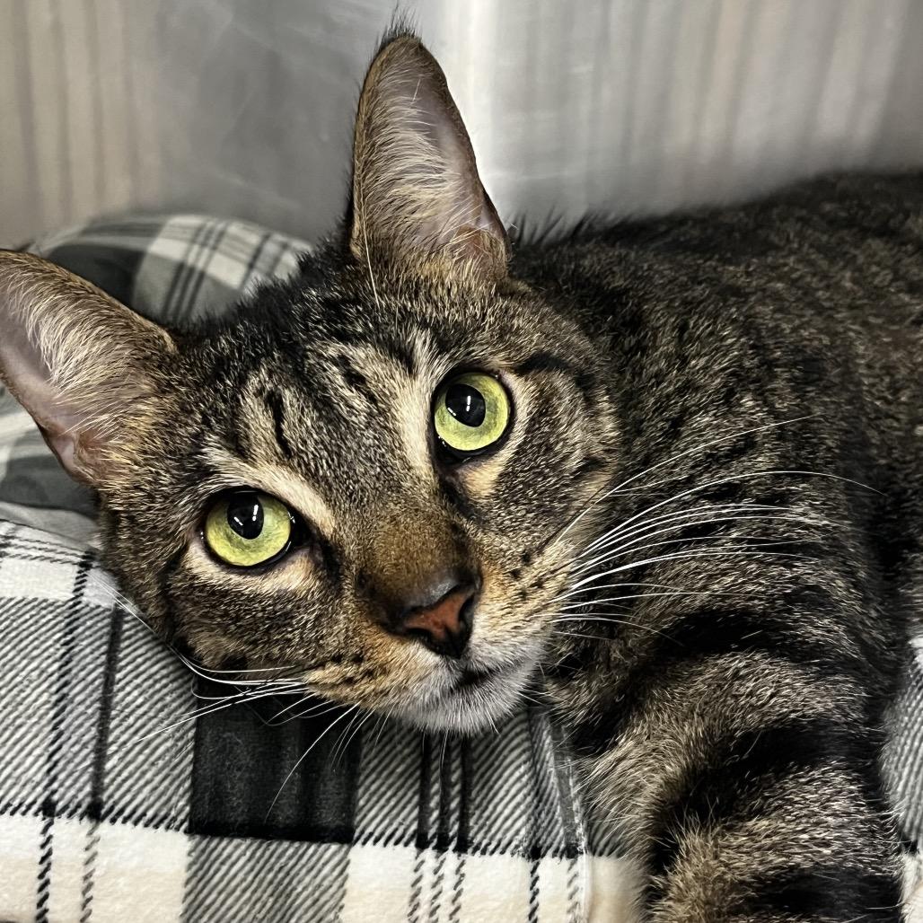 Barney, Adoptable, Adult Male Domestic Short Hair.