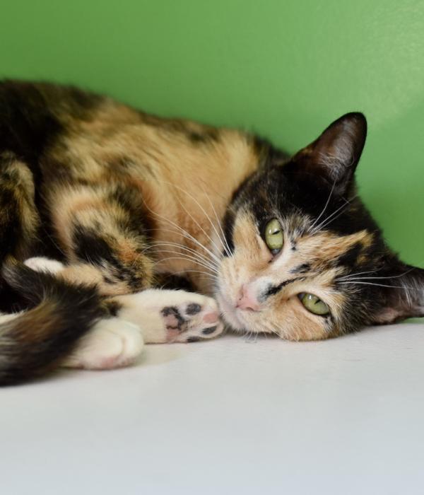 Enlarge Peaches, a Adoptable Domestic Short Hair in Marietta, GA image 1/6