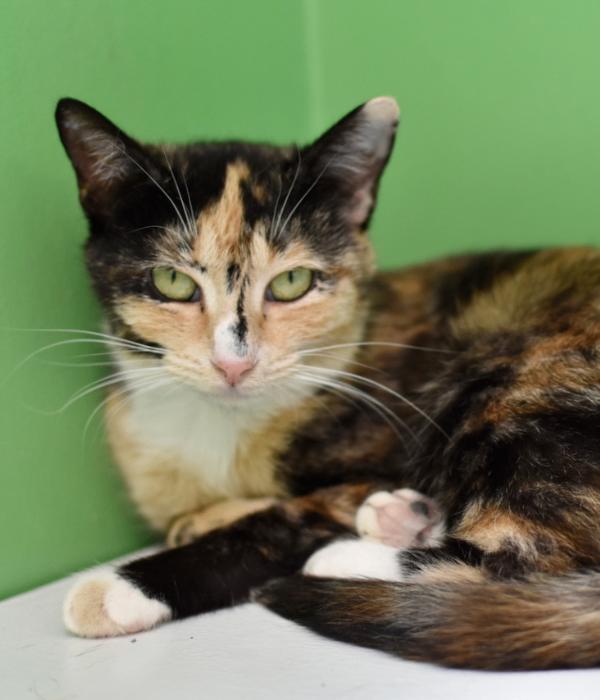 Enlarge Peaches, a Adoptable Domestic Short Hair in Marietta, GA image 2/6
