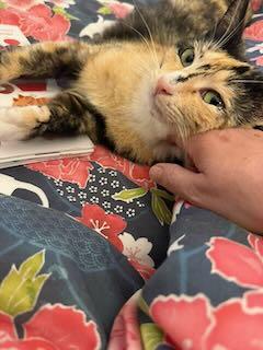 Enlarge Peaches, a Adoptable Domestic Short Hair in Marietta, GA image 3/6